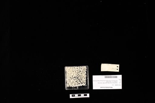 Rhinocheilus lecontei