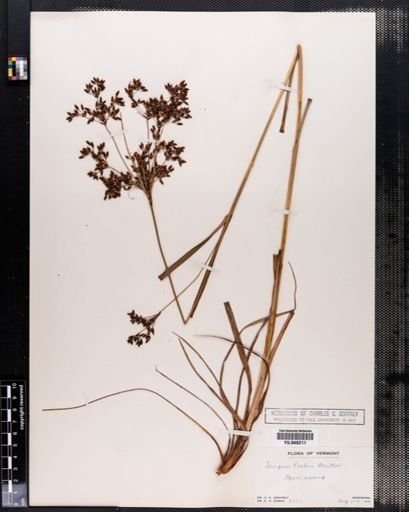 Scirpus