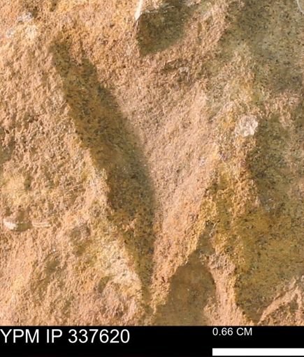 undet. Mollusca