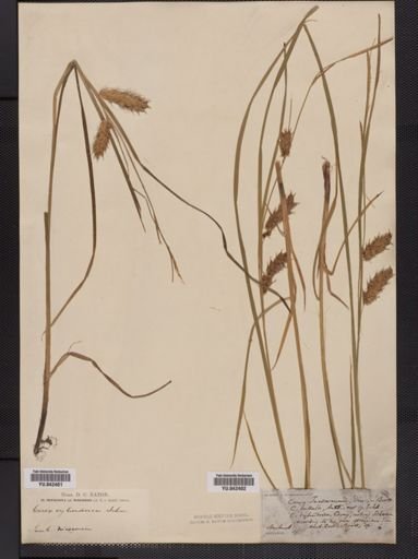 Carex