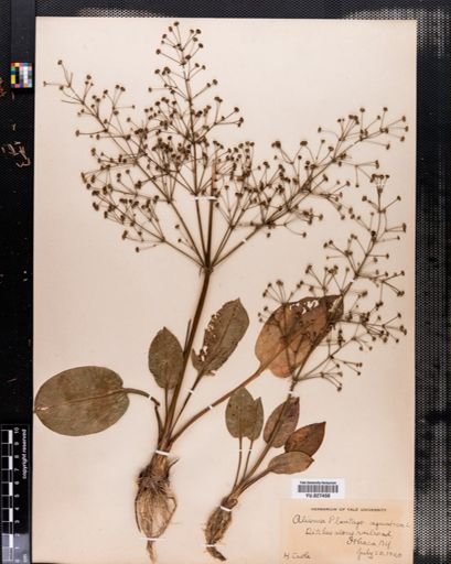 Alisma subcordatum