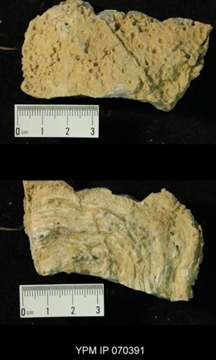 Heliolites spongiosus