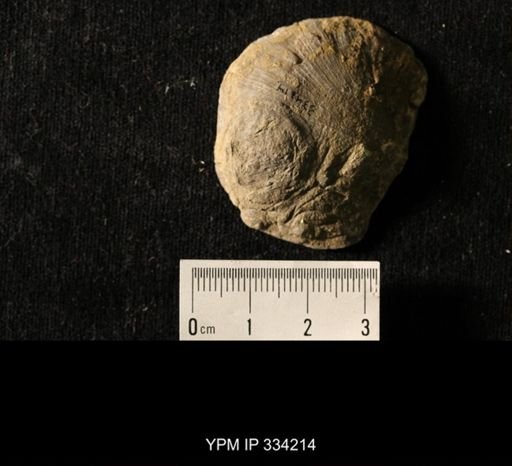 Agelacrinites pileus