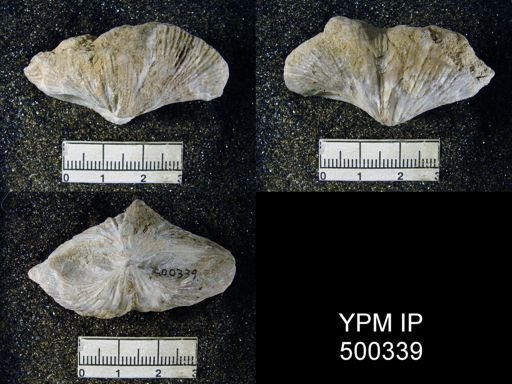 Spirifer musakheylensis