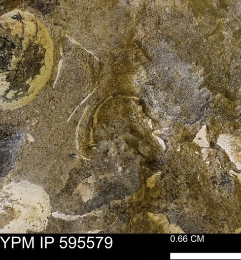 Protocardia sp.