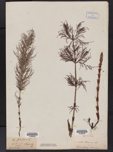 Equisetum sylvaticum