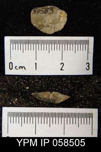 Leptaenisca sp.