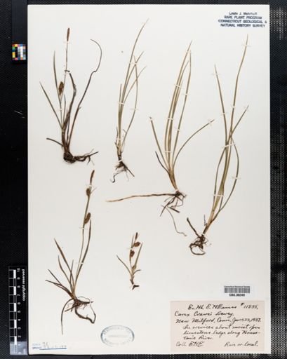 Carex crawei