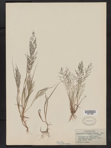 Eragrostis frankii