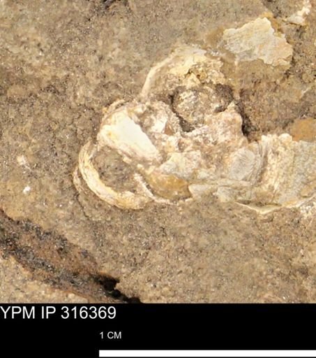 undet. Gastropoda
