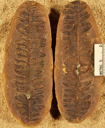 Pecopteris