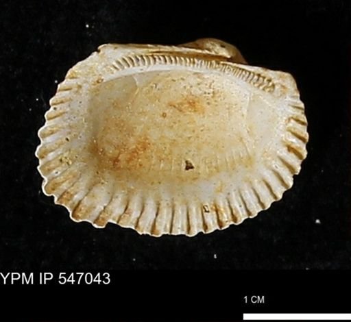 Scapharca transversa