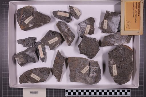 mixed taxa, stratigraphic collection