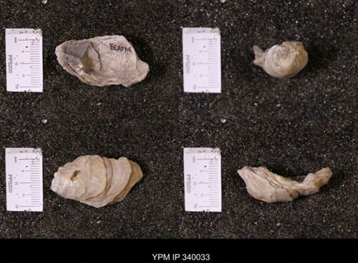 Ostrea glabra wyomingensis