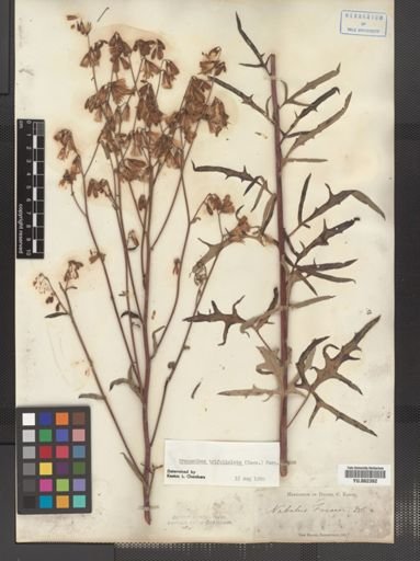 Prenanthes trifoliolata