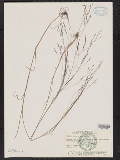 Agrostis scabra