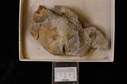 Leptaena rhomboidalis ventricosa