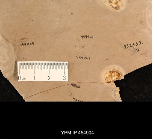 undet. Tipulidae