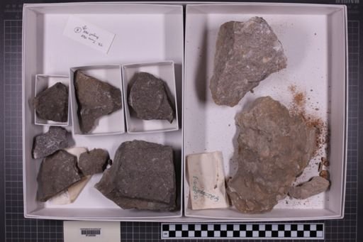 mixed taxa, stratigraphic collection