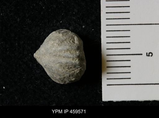 Wellerella osagensis