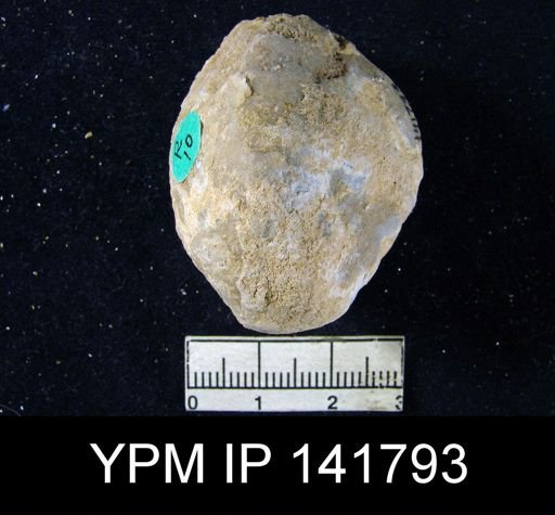Oldhamina decipiens