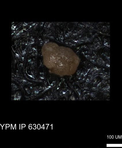 undet. Foraminiferida