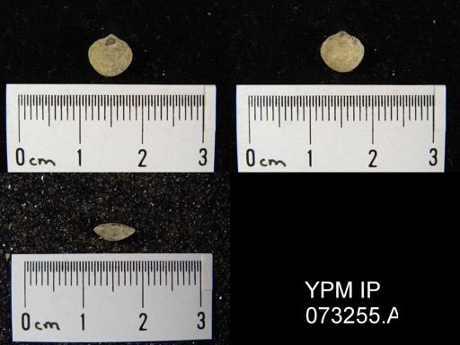 Atrypella decaturensis