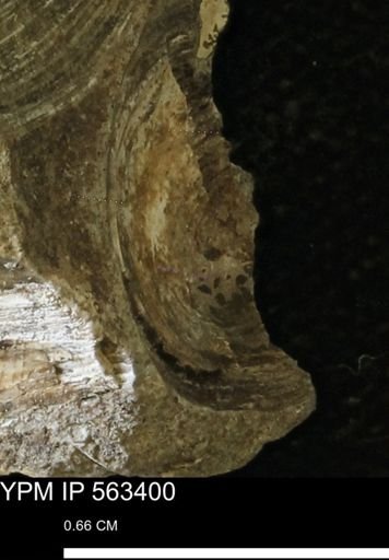 undet. Bivalvia