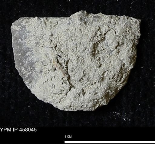 Strophodonta sp.