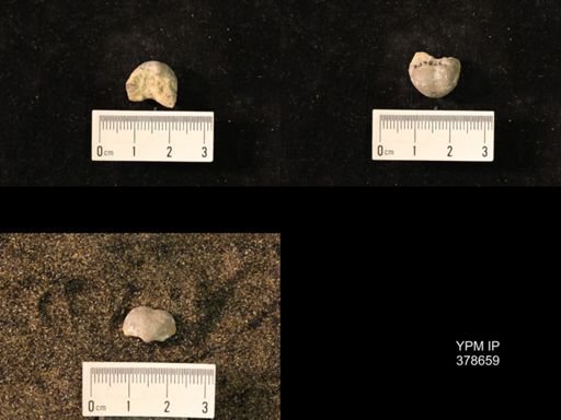 Marginifera wabashensis