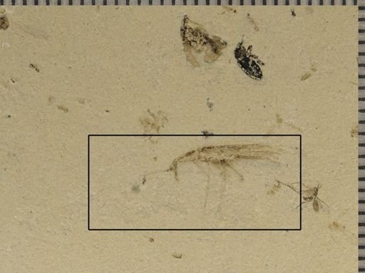 undet. Orthoptera