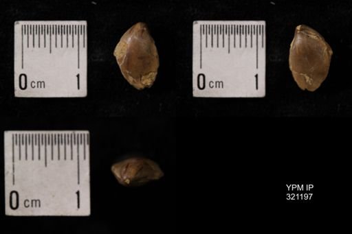 Dielasma turgida