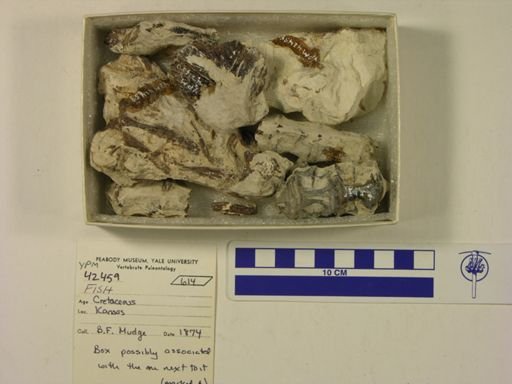 undet. Actinopterygii