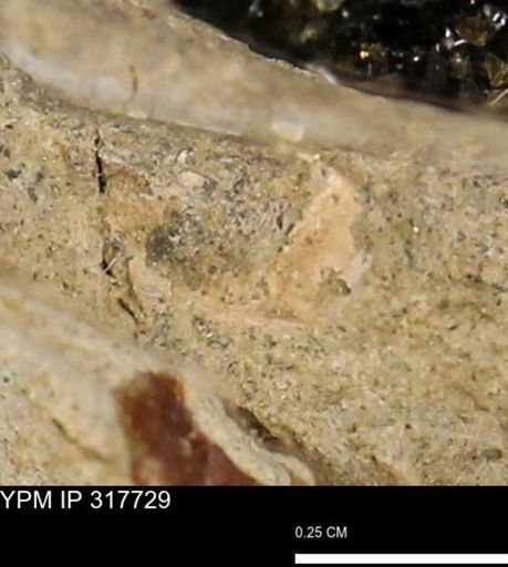 undet. Mollusca