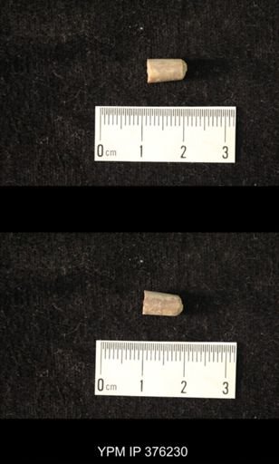 Pseudorthoceras knoxense