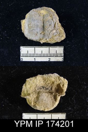 Productus sp.