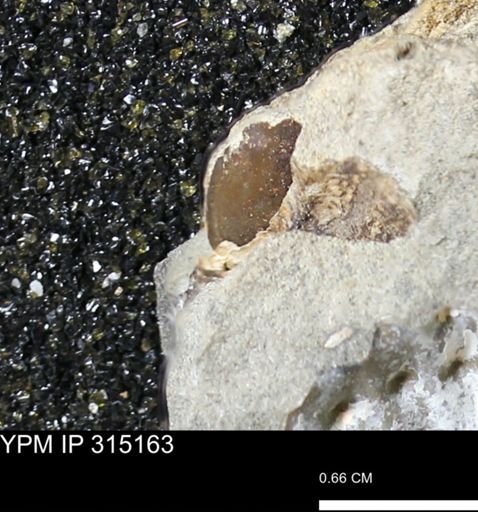 undet. Mollusca
