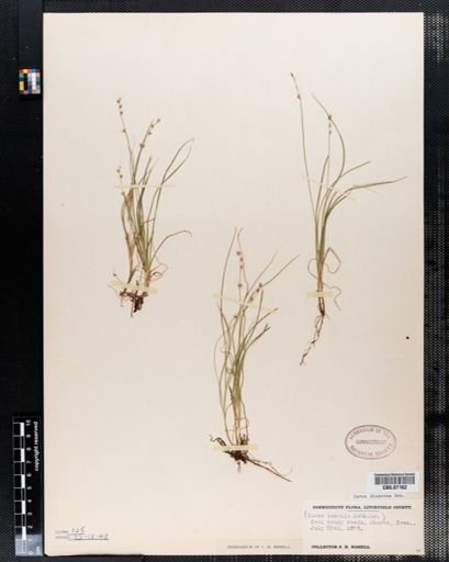 Carex disperma