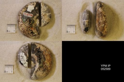 Hoploscaphites nicolletii