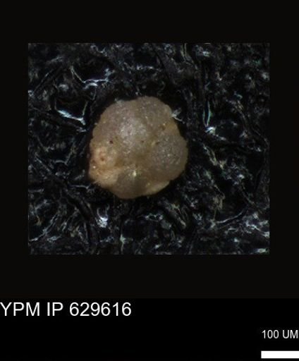 undet. Foraminiferida
