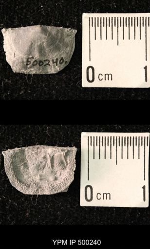 Mesolobus mesolobus decipiens