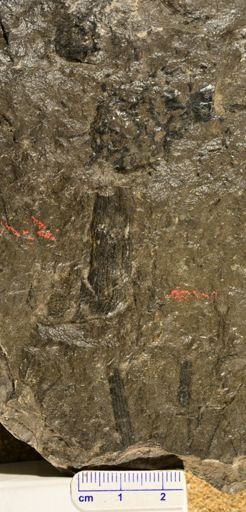Calamites sp.