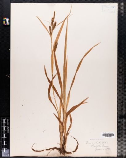 Carex scabrata
