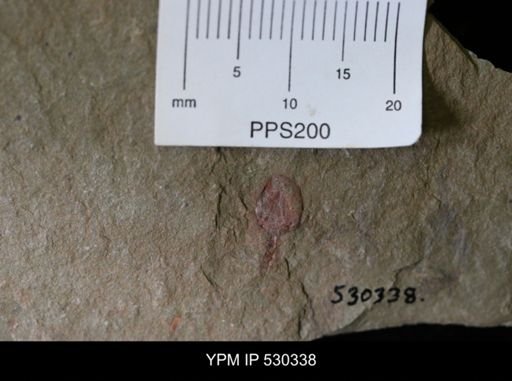 undet. Xiphosurida