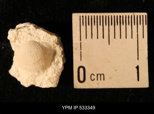 Chonetes logani
