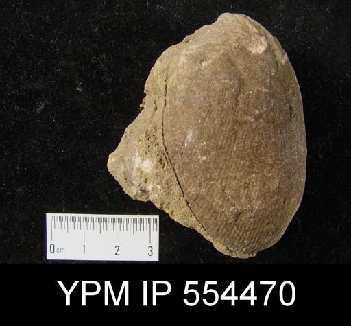 Rensselaeria ovoides