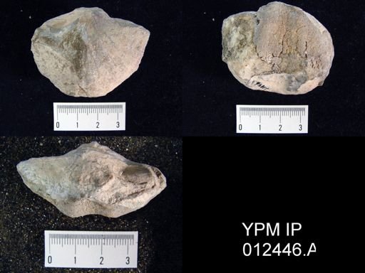 Neospirifer pseudocameratus