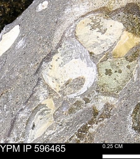 undet. Mollusca