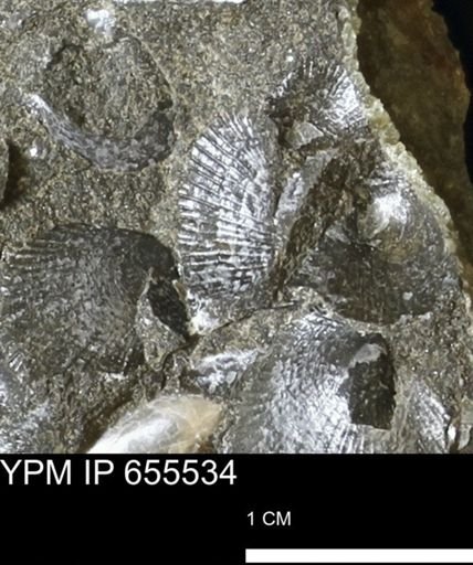 Oxytoma (Hypoxytoma) nebrascana
