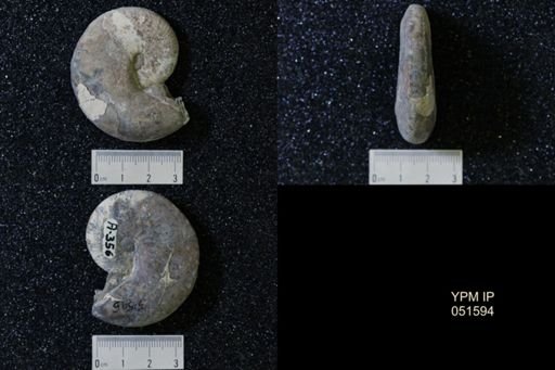 Hoploscaphites nicolletii